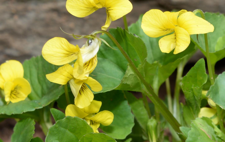 yellow violet 8830 george thompson 14apr20