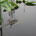 alligator everglades 1864 8apr08