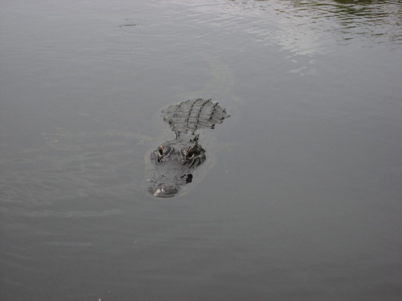 alligator everglades 1872 8apr08