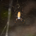banana spider trichonephila clavipes vizcaya 5839 19oct19