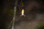 banana spider trichonephila clavipes vizcaya 5839 19oct19