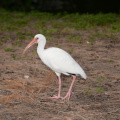 ibis cb smith park 6306 21oct19