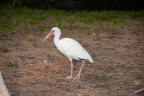 ibis cb smith park 6306 21oct19