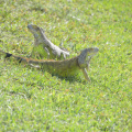 iguana miramar 5402 18oct19