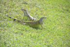iguana miramar 5402 18oct19