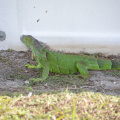 iguana miramar 5417 18oct19