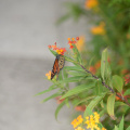 monarch butterfly vizcaya 5866 19oct19