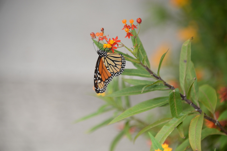monarch_butterfly_vizcaya_5872_19oct19.jpg