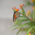 monarch butterfly vizcaya 5872 19oct19