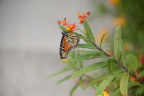 monarch butterfly vizcaya 5872 19oct19