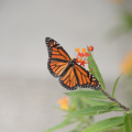 monarch_butterfly_vizcaya_5875_19oct19.jpg