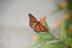 monarch butterfly vizcaya 5875 19oct19
