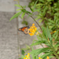 monarch_butterfly_vizcaya_5891_19oct19.jpg
