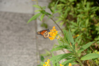 monarch butterfly vizcaya 5891 19oct19