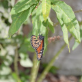 monarch butterfly vizcaya 5912 19oct19