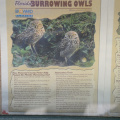 owl sign cb smith park 6256 21oct19