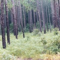 longleaf_pine_blackwater_ecological_preserve_zuni_002_00a_13sep03.jpg