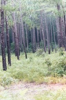 longleaf pine blackwater ecological preserve zuni 002 00a 13sep03