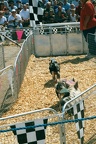 pig race state fair 021 18 26aug01a