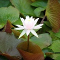 american lotus nelumbo lutea kenilworth 9112 6jul20zac