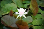 american lotus nelumbo lutea kenilworth 9112 6jul20zac