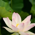 bubblebee lotus kenilworth 9212 6jul20