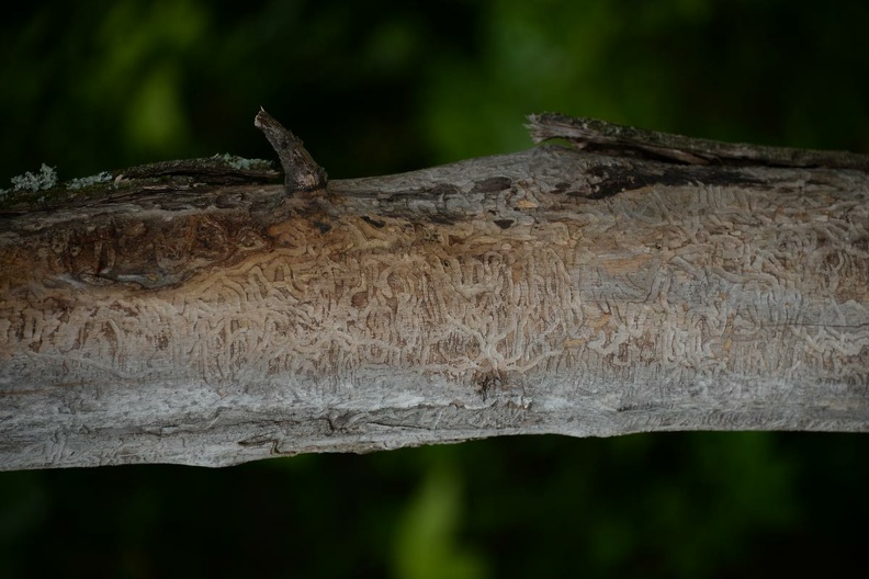 tunnels_ash_emerald_ash_borer_9063_kenilworth_6jul20.jpg