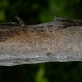 tunnels_ash_emerald_ash_borer_9063_kenilworth_6jul20.jpg