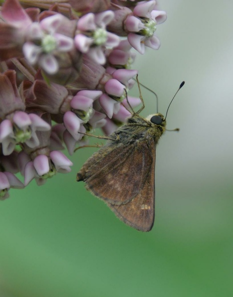 common sooty wing 12jun15