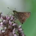 common sooty wing 12jun15b