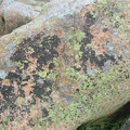 lichen_granite_acadia.jpg
