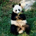 panda national zoo 018 16 26oct01