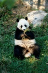 panda national zoo 018 16 26oct01