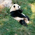 panda national zoo 020 18 26oct01