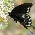 spicebush swallowtail papilio troilus bears den 9502 30jul20