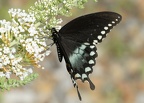 spicebush swallowtail papilio troilus bears den 9503 30jul20