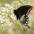 spicebush swallowtail papilio troilus bears den 9506 30jul20