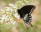 spicebush swallowtail papilio troilus bears den 9506 30jul20