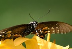spicebush swallowtail papilio troilus bears den 9512 30jul20