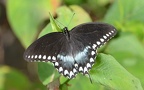 spicebush swallowtail papilio troilus bears den 9660 30jul20