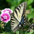 tiger swallowtail 15aug15