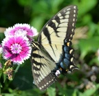 tiger swallowtail 15aug15