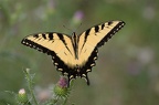 tiger swallowtail papilio glaucus bears den 9645 30jul20