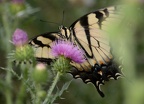 tiger swallowtail papilio glaucus bears den 9652 30jul20