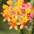 butterfly weed asclepias tuberosa nemours estate 0720 23sep20
