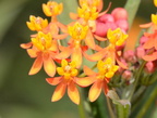 butterfly weed asclepias tuberosa nemours estate 0720 23sep20