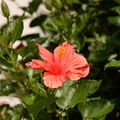hibiscus nemours estate 0697 23sep20