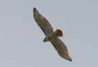 red tailed hawk buteo jamaicensis nemours estate 0749 23sep20