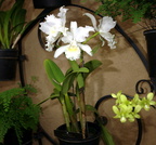 cattleya orchid longwood gardens 0969 23sep20zac