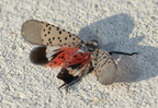 dead spotted lanternfly lycorma delicatula longwood gardens 1073 23sep20